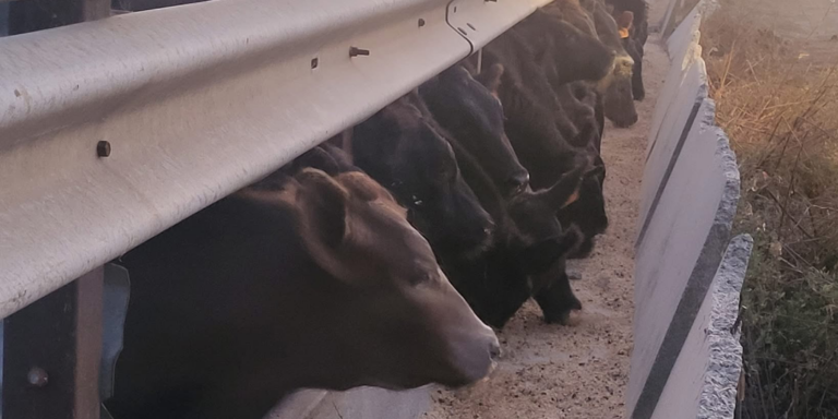 Corkle Cattle
