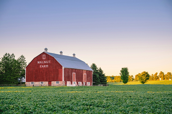 red barn on a field of green grass with some trees on the horizon line with a soft sunset backgrougnd