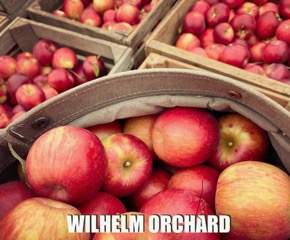 A cloth bushel of red apples in the foreground with a background showing rows of wooden crates filled with red apples. Along the bottom read the words "Wilhelm Orchard"