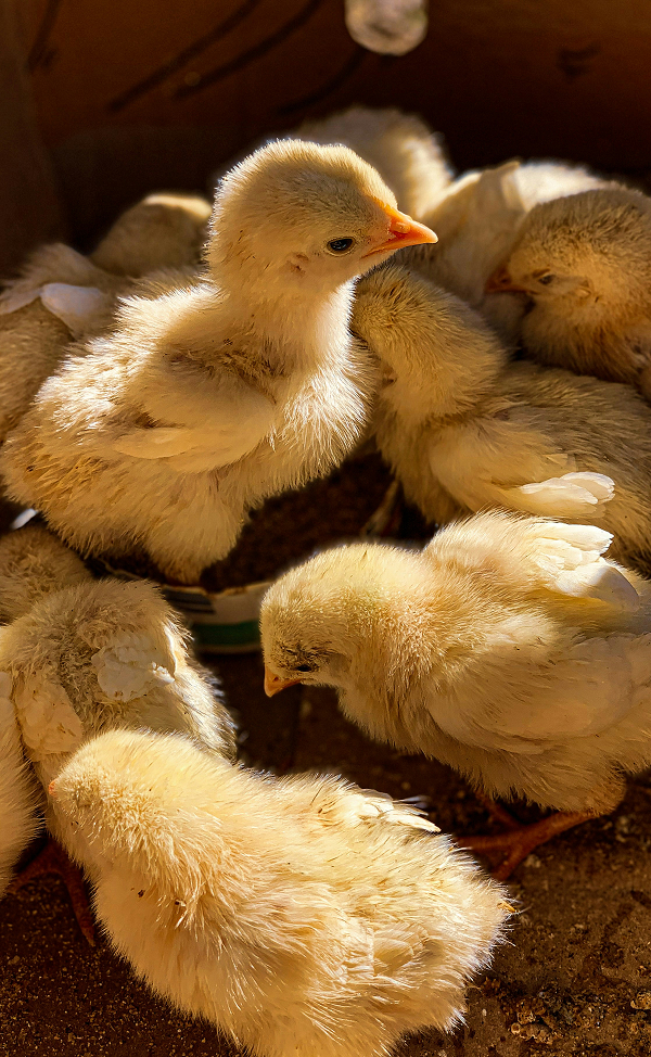 Up close image of a group of yellow baby chicks are nestled together with one baby chick standing up in the middle of the group.