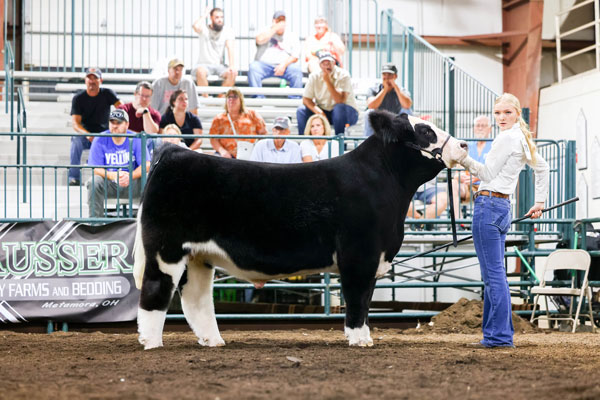 A young woman in a white shirt and jeans shows a black and white steer in a show ring, with judges and spectators seated in the bleachers behind her.