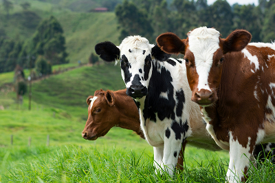 Close-up of three young cows &mdash; a black-and-white spotted calf flanked by two brown-and-white calves &mdash; standing in a grassy pasture with rolling green hills and trees in the background.
