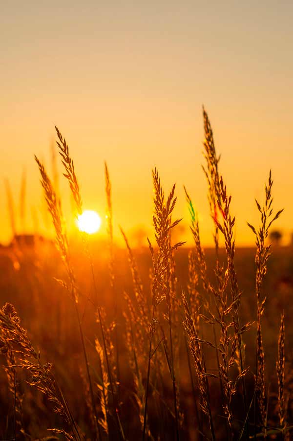 Tall golden grass stalks silhouetted against a warm orange sunset, with the sun glowing low on the horizon.