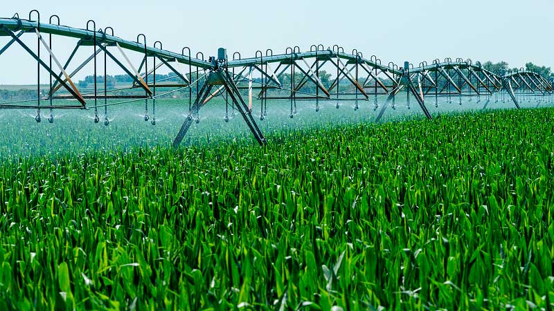 A center-pivot irrigation system sprays water over a lush green cornfield, with the metal support structure extending into the distance.