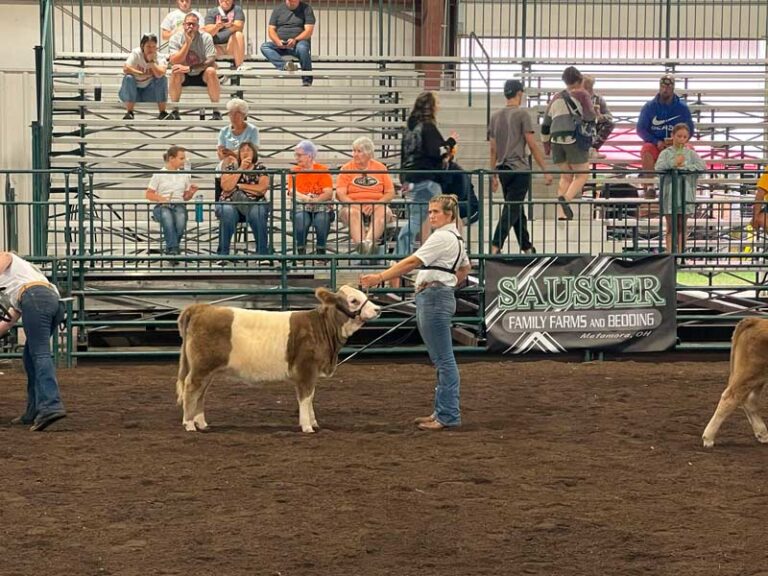 A young woman in a white shirt and jeans leads a brown-and-white calf by a halter around a dirt show ring at a livestock show. Spectators sit in bleachers behind a green metal fence, and a banner reading "Sausser Family Farms and Bedding" hangs on the rail. Part of a second calf is visible at the right edge, and another person stands at the left edge.