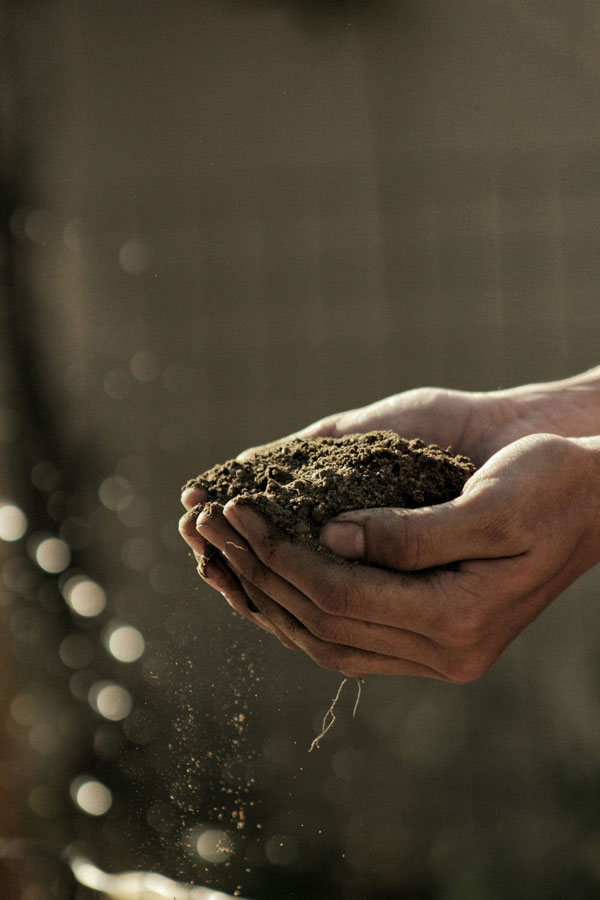 Up close image of two hands cupping a handful of soil with some small roots hanging from the bottom of the cupped hands.